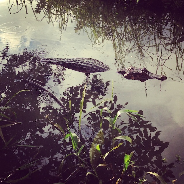 caiman by Courtney McCubbin
