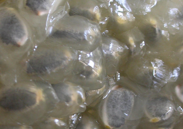 by foolfillment Flickr Creative Commons